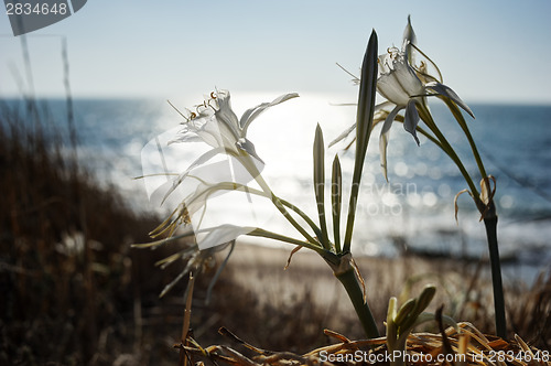 Image of Pancratium maritimum