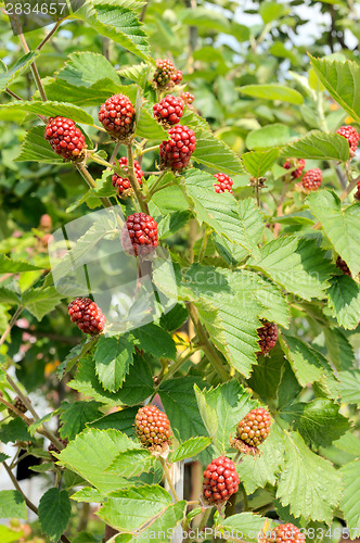 Image of Garden blackberry 