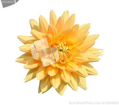 Image of Dahlia, isolated