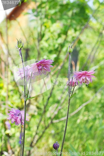 Image of The pink akvilegiya blossoms in a garden.