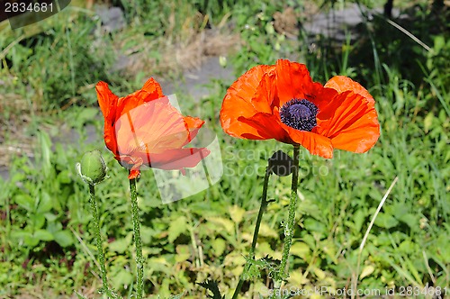 Image of Big red poppies in a garden.