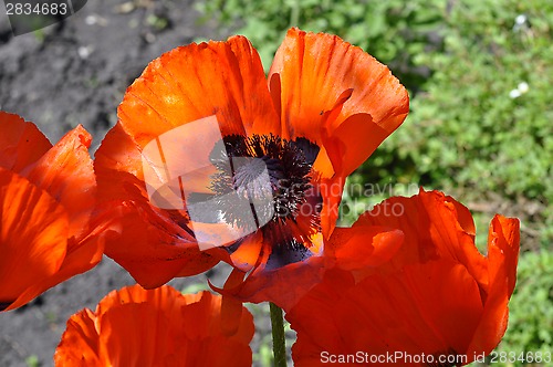 Image of Big red poppies close up.