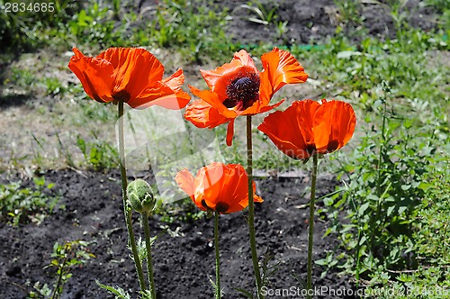 Image of Big red poppies in a garden.
