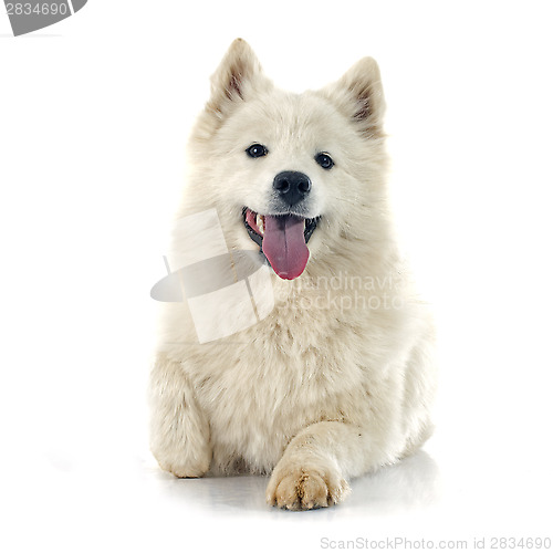 Image of Samoyed