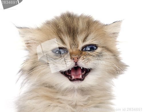 Image of persian kitten