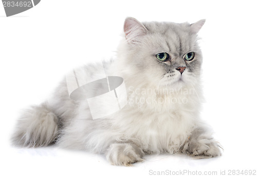 Image of persian cat