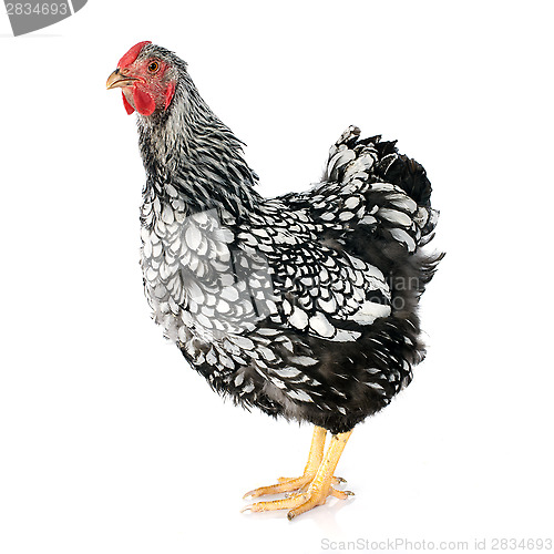 Image of Wyandotte chicken