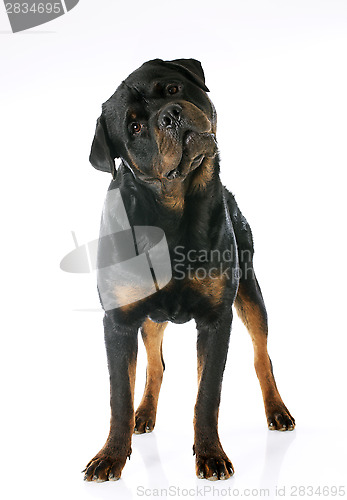 Image of rottweiler