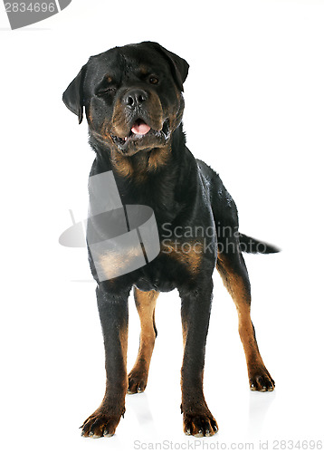 Image of rottweiler