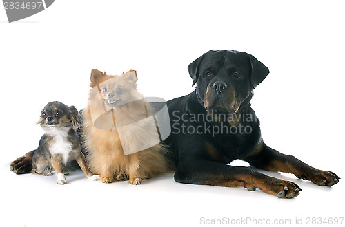 Image of rottweiler and little dogs