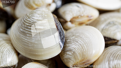 Image of fresh clams