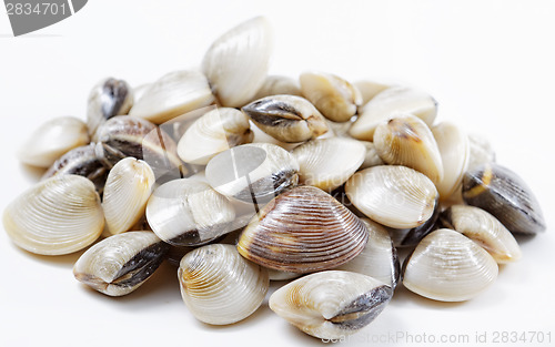 Image of fresh clams