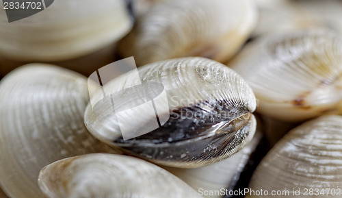 Image of fresh clams