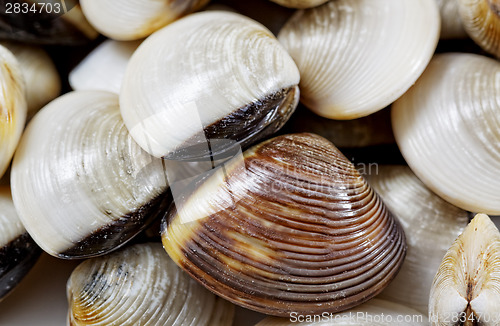 Image of fresh clams