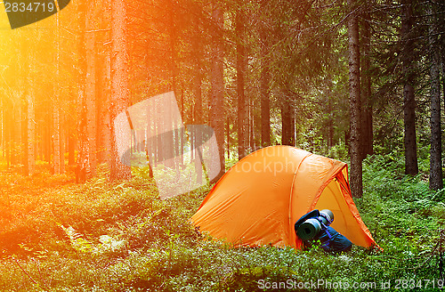 Image of Camping in the Forest