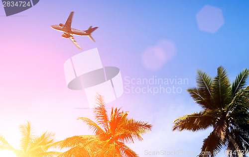 Image of palm and airplane 