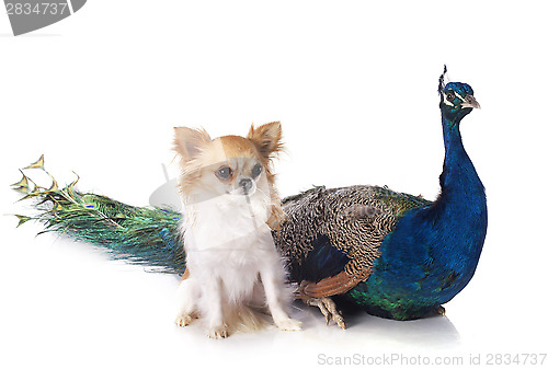 Image of peacock and chihuahua