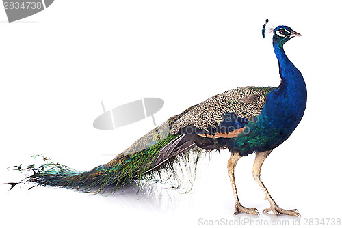 Image of peacock