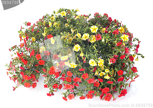 Image of Calibrachoa flowers