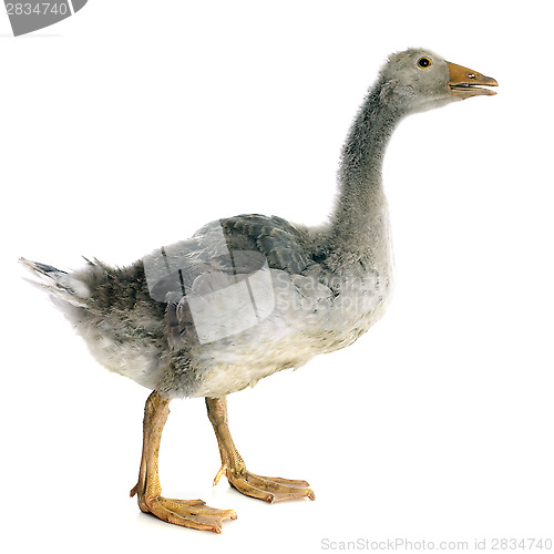 Image of gray gosling