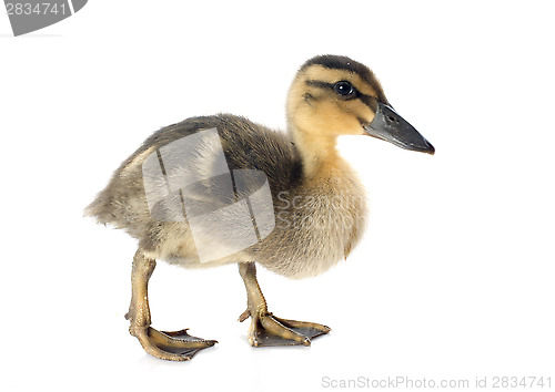 Image of young duckling