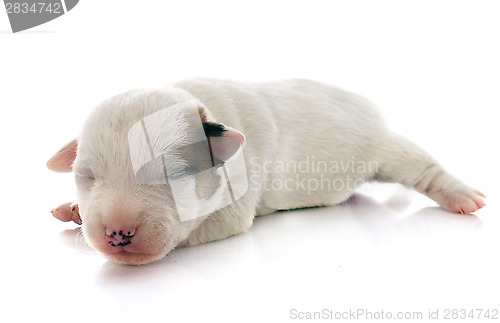 Image of puppy jack russel terrier