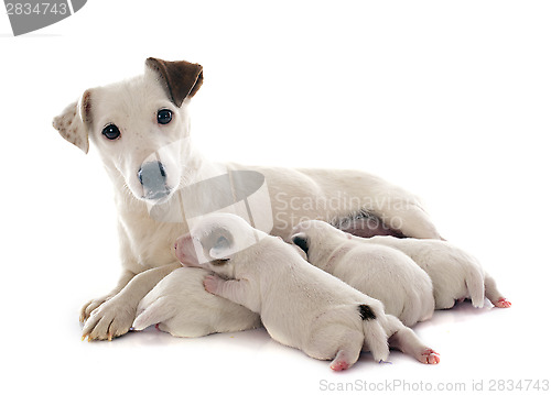 Image of family jack russel terrier