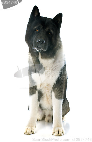 Image of american akita