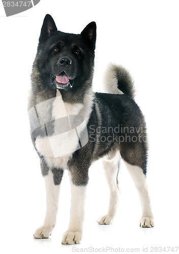 Image of american akita