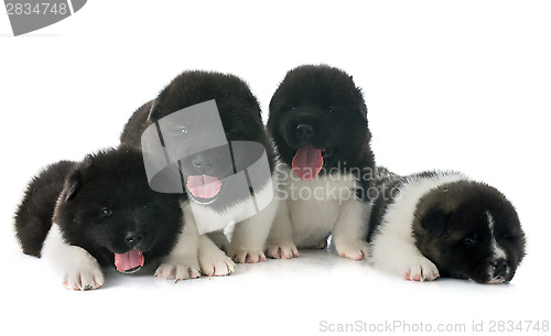 Image of puppies american akita