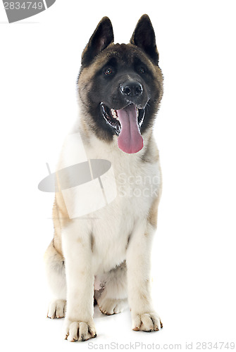 Image of puppy american akita