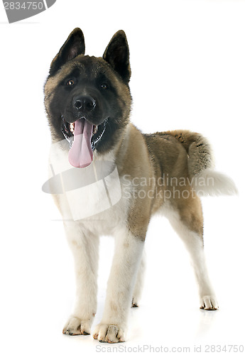 Image of puppy american akita