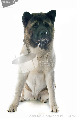 Image of american akita