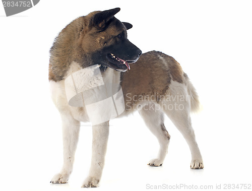 Image of american akita