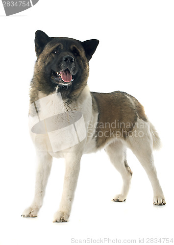 Image of american akita