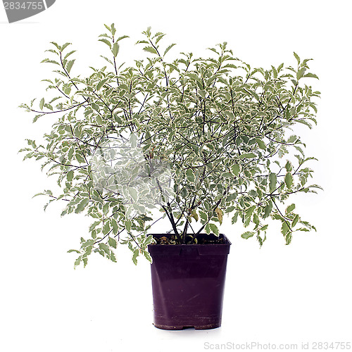Image of Pittosporum