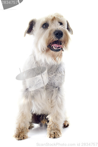 Image of white miniature schnauzer