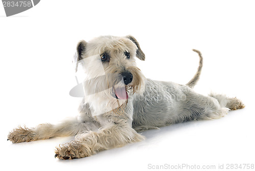 Image of white miniature schnauzer