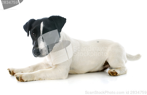 Image of puppy jack russel terrier