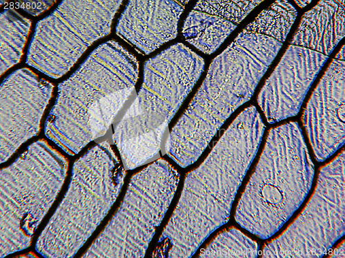 Image of Onion epidermus micrograph