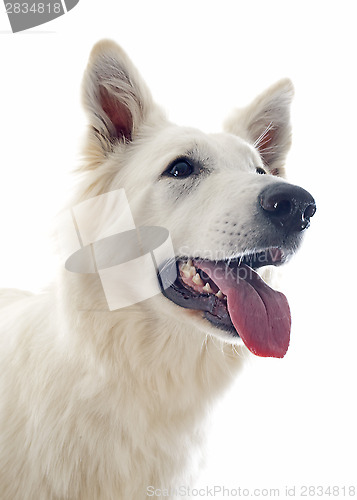 Image of Swiss shepherd 