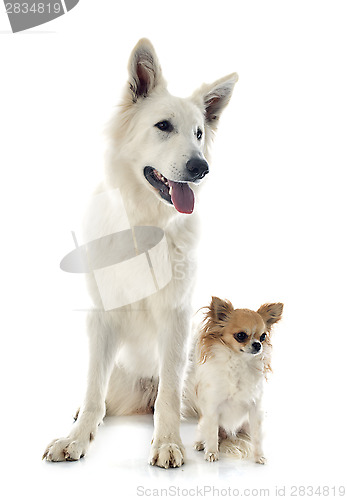 Image of Swiss shepherd and chihuahua