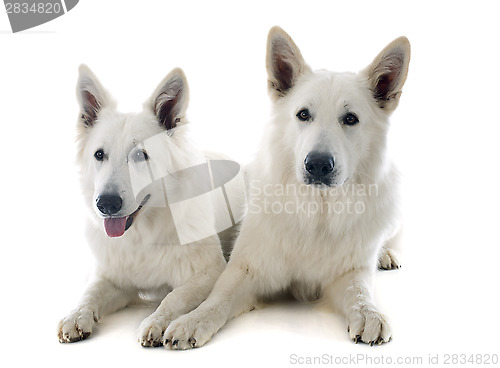Image of Swiss shepherd s