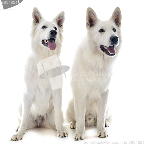 Image of Swiss shepherd s