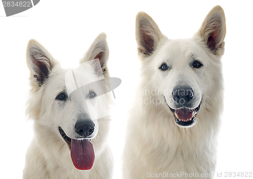 Image of Swiss shepherd s