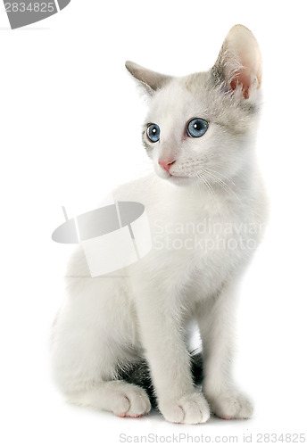 Image of white kitten