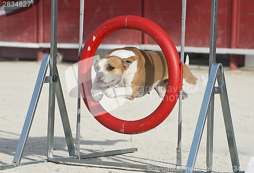 Image of american bulldog in agility