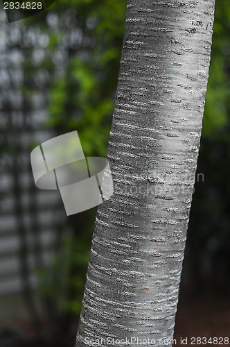 Image of Birch Tree Trunk Detail