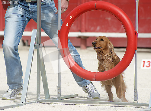 Image of cocker spaniel in agility