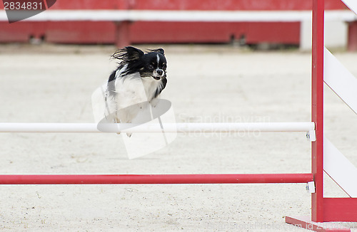 Image of jumping chihuahua
